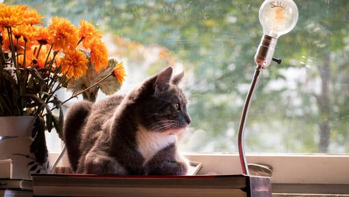 Mørkebrun kat sidder i vinduet og kigger udenfor.