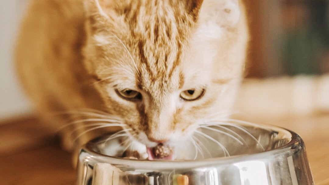 Ingefærfarvet kat spiser af skål