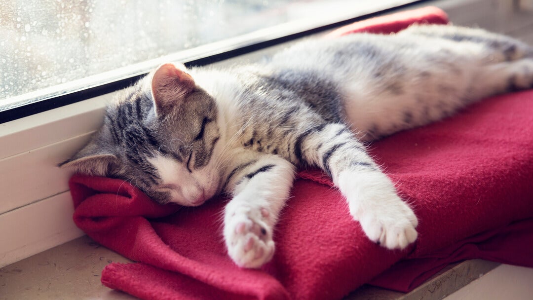 Killing sover på et rødt tæppe ved siden af vinduet