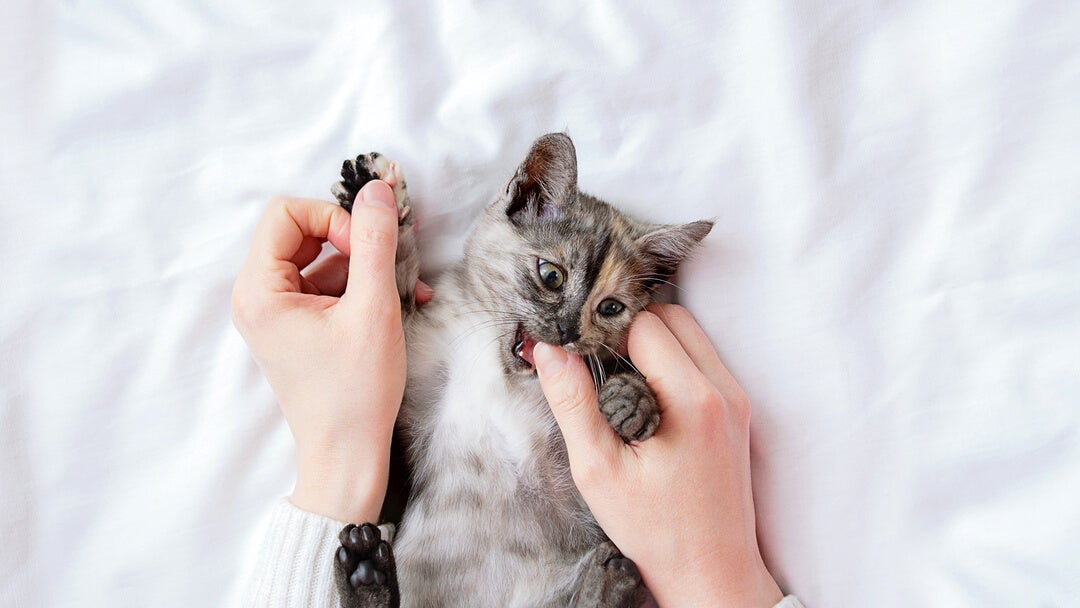 Lille grå killing bider sin ejer i tommelfingeren.