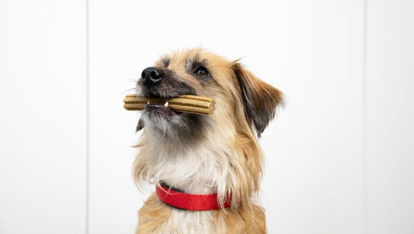Brun hund sidder med en tandstik i munden