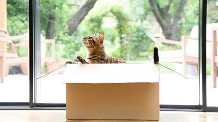 Bengalsk kat sidder i en flyttekasse