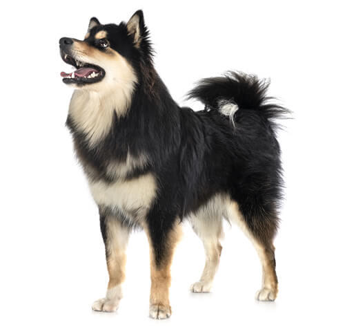 Finsk lapphund