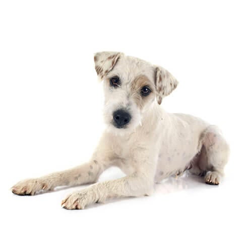 Parson Russell-terrier