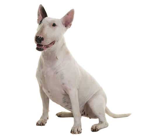 Bullterrier