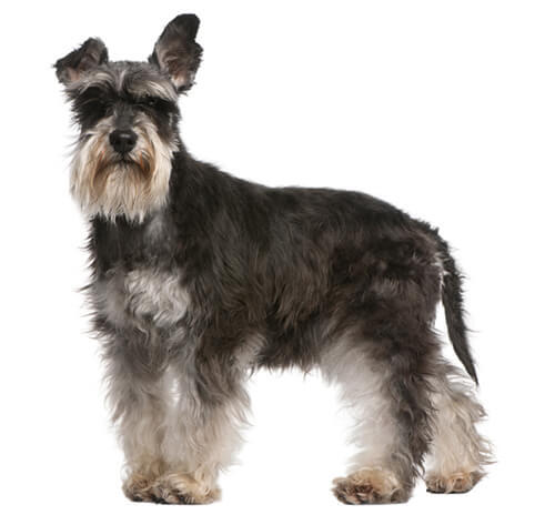 Dværgschnauzer