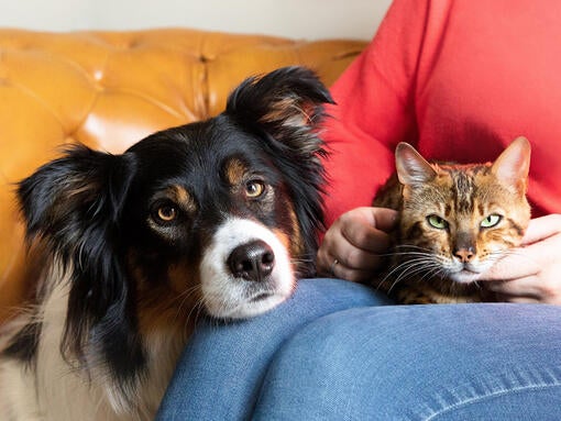 Hund og kat på ejerens skød