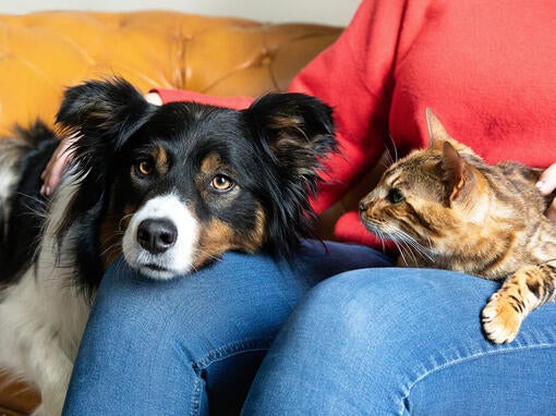 Hund og kat på ejers skød