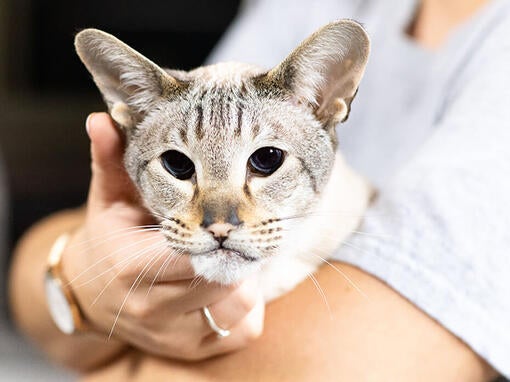 Ældre kat på ejerens skød