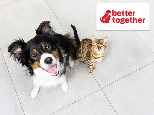 Better together logo og hund og kat​