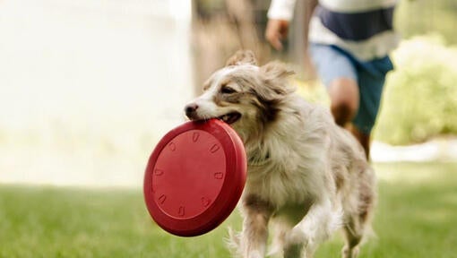 Collie løber med frisbee