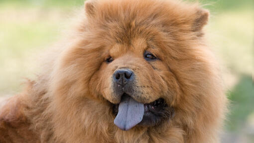 Cremefarvet Chow Chow hund