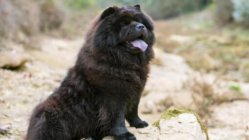 Black Chow Chow hund siddende