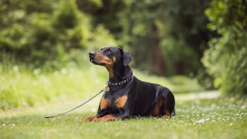 dobermann liggende på græsset