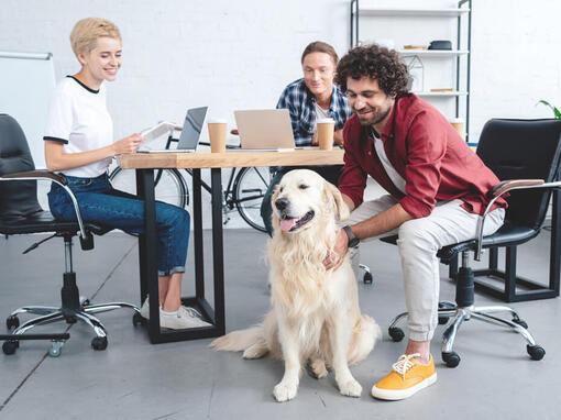 Golden retriever sidder ved skrivebord med gruppearbejde