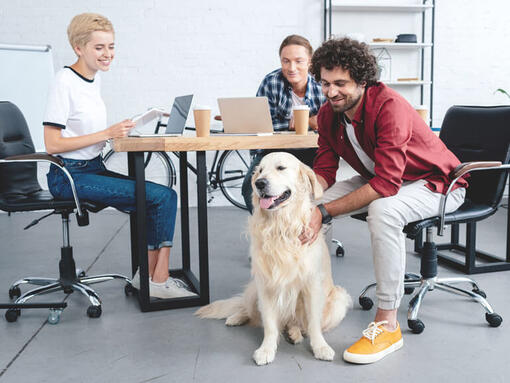 Golden retriever sidder ved skrivebord med gruppearbejde