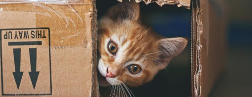 rødhåret kat gemmer sig i en papkasse