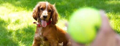 Hund spiller bold med tennisbold