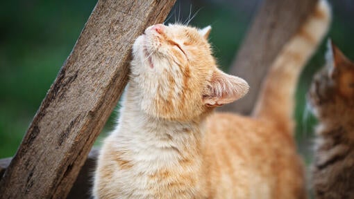 Rødhåret kat, der gnider mod et stykke træ