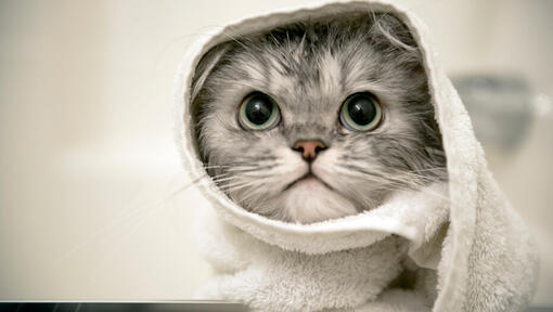 Grå killing med et håndklæde om hovedet
