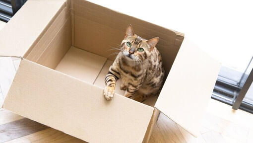 Bengalsk kat sidder i en papkasse.