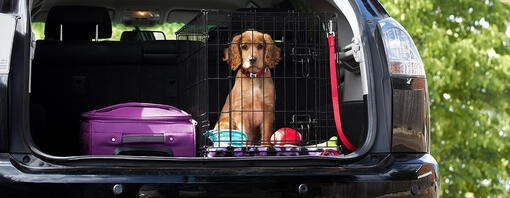 hundehvalp bag i bilen