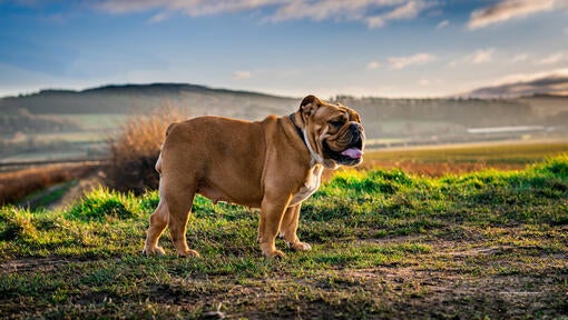 Bulldog stående i marken