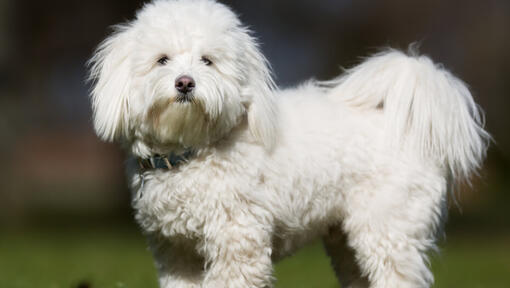 hvid fluffy hund stående udendørs