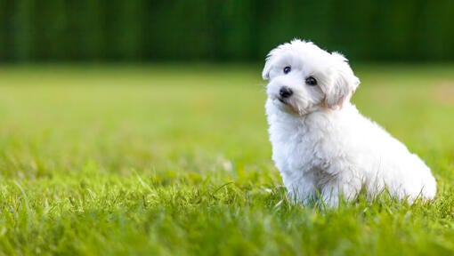 hvid fluffy hund sidder på græsset