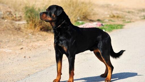 Rottweiler står på vejen