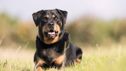 Rottweiler liggende i græsset