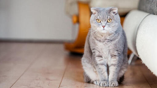 Scottish Fold-kat står på gulvet