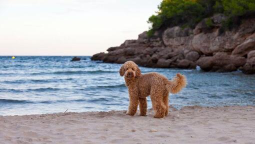 Hund står på kysten