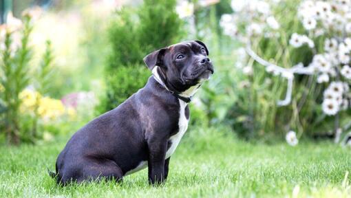 Staffordshire Bull Terrier sidder på græsset