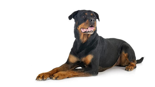 Rottweiler