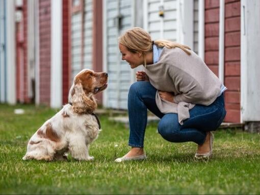 Kvinde kigger på hund