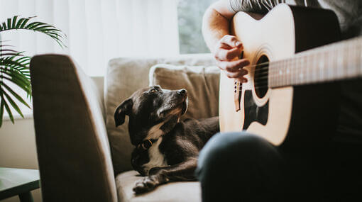 Hund ser på ejeren og spiller guitar